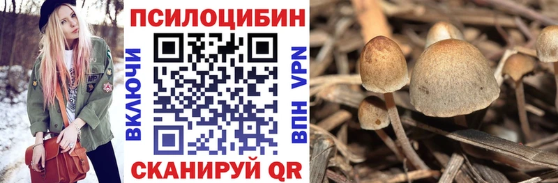 купить закладку  Циолковский  Псилоцибиновые грибы прущие грибы 